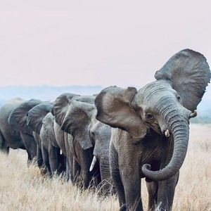 Meet your Posher, Valerie